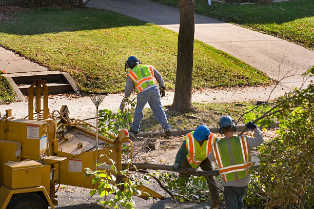 Best Root Management and Removal  in Ontario, CA